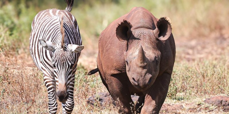 A young black rhino and a young zebra walking side by side through dry grass and scrub, both facing the camera, the rhino on the right with a short forward-curving horn.
