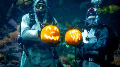 Two scuba divers hold lit carved pumpkins inside an aquarium habitat at the Vancouver Aquarium