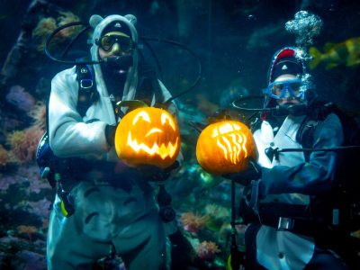 Two scuba divers hold lit carved pumpkins inside an aquarium habitat at the Vancouver Aquarium