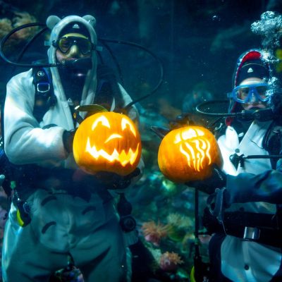 Two scuba divers hold lit carved pumpkins inside an aquarium habitat at the Vancouver Aquarium