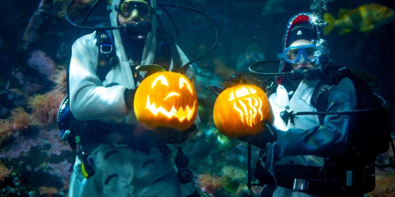 Two scuba divers hold lit carved pumpkins inside an aquarium habitat at the Vancouver Aquarium