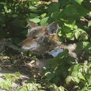 A coyote wearing an ear tag and a radio collar rests among green undergrowth in dappled sunlight.