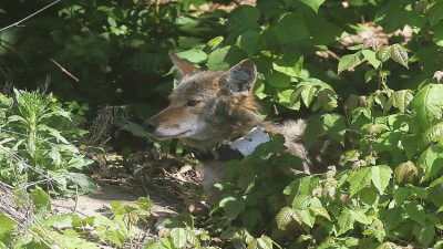 A coyote wearing an ear tag and a radio collar rests among green undergrowth in dappled sunlight.