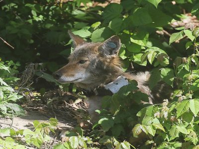 A coyote wearing an ear tag and a radio collar rests among green undergrowth in dappled sunlight.