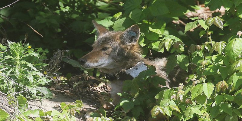 A coyote wearing an ear tag and a radio collar rests among green undergrowth in dappled sunlight.