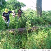 A camera trap photograph of two researchers in a dense green Chicago field site, one in a yellow cap stepping over a fallen log while a second follows through waist-high grass, with the trap's own data bar reading TEF 24C and a July 2026 timestamp across the bottom.
