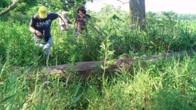 A camera trap photograph of two researchers in a dense green Chicago field site, one in a yellow cap stepping over a fallen log while a second follows through waist-high grass, with the trap's own data bar reading TEF 24C and a July 2026 timestamp across the bottom.