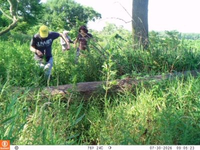 A camera trap photograph of two researchers in a dense green Chicago field site, one in a yellow cap stepping over a fallen log while a second follows through waist-high grass, with the trap's own data bar reading TEF 24C and a July 2026 timestamp across the bottom.