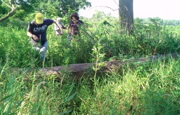 A camera trap photograph of two researchers in a dense green Chicago field site, one in a yellow cap stepping over a fallen log while a second follows through waist-high grass, with the trap's own data bar reading TEF 24C and a July 2026 timestamp across the bottom.