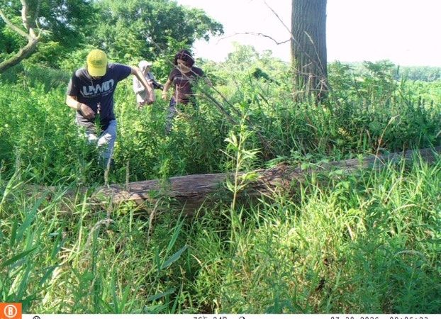 A camera trap photograph of two researchers in a dense green Chicago field site, one in a yellow cap stepping over a fallen log while a second follows through waist-high grass, with the trap's own data bar reading TEF 24C and a July 2026 timestamp across the bottom.
