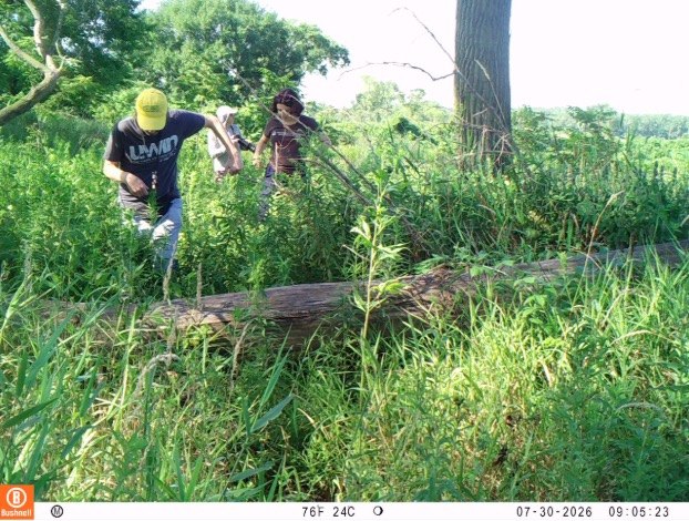 A camera trap photograph of two researchers in a dense green Chicago field site, one in a yellow cap stepping over a fallen log while a second follows through waist-high grass, with the trap's own data bar reading TEF 24C and a July 2026 timestamp across the bottom.