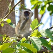 A vervet monkey sits in the fork of a tree in bright sunlight, one hand raised to its mouth, surrounded by broad green leaves and thin branches.