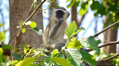 A vervet monkey sits in the fork of a tree in bright sunlight, one hand raised to its mouth, surrounded by broad green leaves and thin branches.