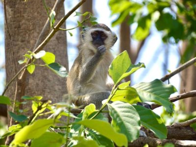A vervet monkey sits in the fork of a tree in bright sunlight, one hand raised to its mouth, surrounded by broad green leaves and thin branches.