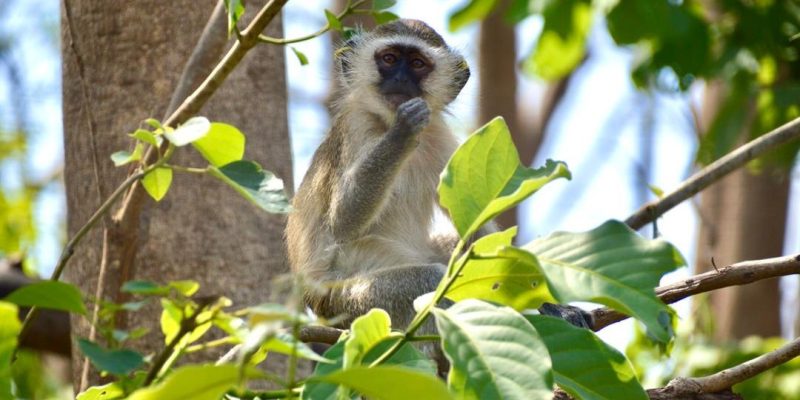 A vervet monkey sits in the fork of a tree in bright sunlight, one hand raised to its mouth, surrounded by broad green leaves and thin branches.