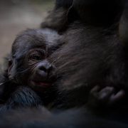 An infant western lowland gorilla clings to his mother's dark fur, his face turned toward the camera.