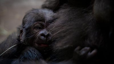 An infant western lowland gorilla clings to his mother's dark fur, his face turned toward the camera.