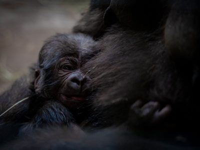 An infant western lowland gorilla clings to his mother's dark fur, his face turned toward the camera.