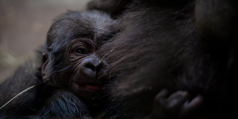 An infant western lowland gorilla clings to his mother's dark fur, his face turned toward the camera.