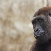 A juvenile western lowland gorilla sits on a grassy rise, resting one arm across a bent knee and looking off to the side.