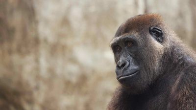 A juvenile western lowland gorilla sits on a grassy rise, resting one arm across a bent knee and looking off to the side.