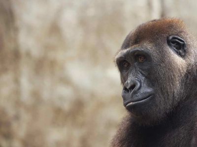 A juvenile western lowland gorilla sits on a grassy rise, resting one arm across a bent knee and looking off to the side.