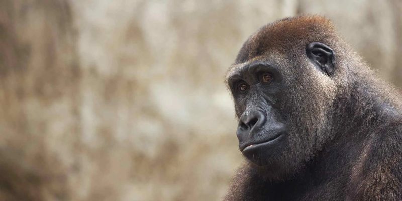 A juvenile western lowland gorilla sits on a grassy rise, resting one arm across a bent knee and looking off to the side.