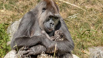 An adult gorilla sits on a rock in long dry grass, cradling a newborn infant against her chest with one arm, the infant's small dark hand and face just visible against her fur.
