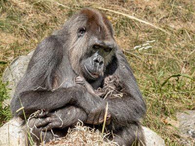An adult gorilla sits on a rock in long dry grass, cradling a newborn infant against her chest with one arm, the infant's small dark hand and face just visible against her fur.