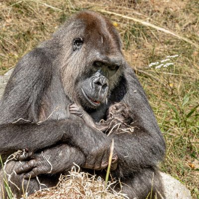 An adult gorilla sits on a rock in long dry grass, cradling a newborn infant against her chest with one arm, the infant's small dark hand and face just visible against her fur.