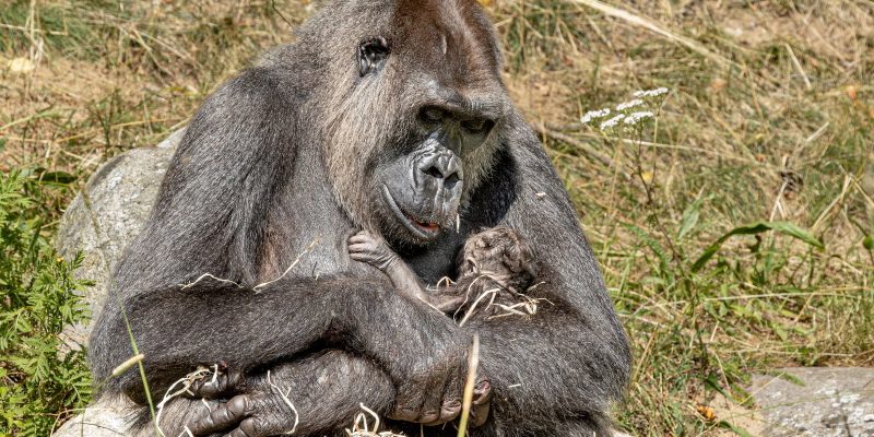 An adult gorilla sits on a rock in long dry grass, cradling a newborn infant against her chest with one arm, the infant's small dark hand and face just visible against her fur.