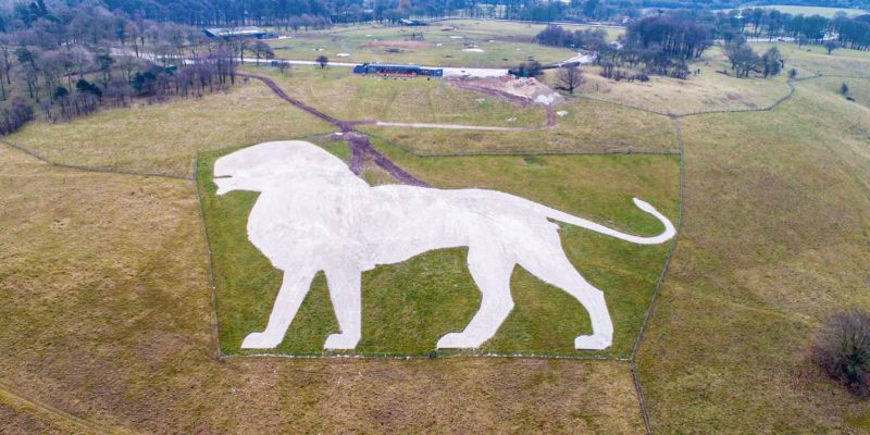 An aerial view of a large white lion figure cut into a green chalk hillside, with countryside beyond.