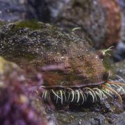 A white abalone rests on a rock underwater, its shell encrusted with algae and its pale tentacles extended along the base.