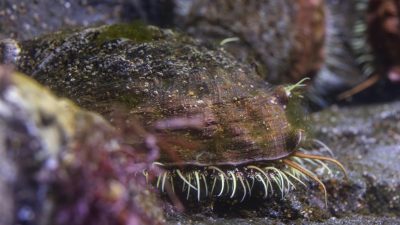 A white abalone rests on a rock underwater, its shell encrusted with algae and its pale tentacles extended along the base.