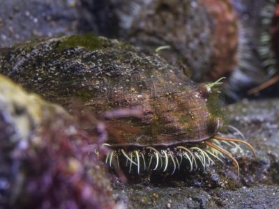 A white abalone rests on a rock underwater, its shell encrusted with algae and its pale tentacles extended along the base.