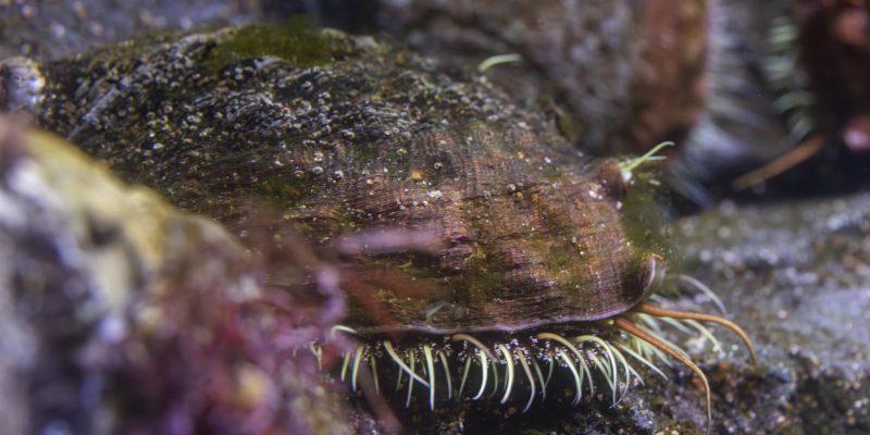 A white abalone rests on a rock underwater, its shell encrusted with algae and its pale tentacles extended along the base.