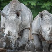 Two white rhinos walk side by side toward the camera across a rocky habitat with green trees behind them.