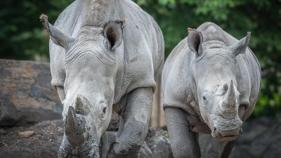 Two white rhinos walk side by side toward the camera across a rocky habitat with green trees behind them.