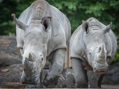 Two white rhinos walk side by side toward the camera across a rocky habitat with green trees behind them.