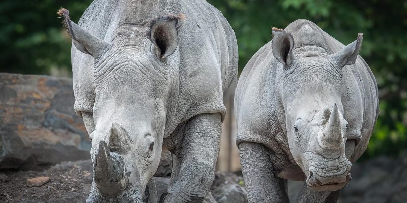 Two white rhinos walk side by side toward the camera across a rocky habitat with green trees behind them.