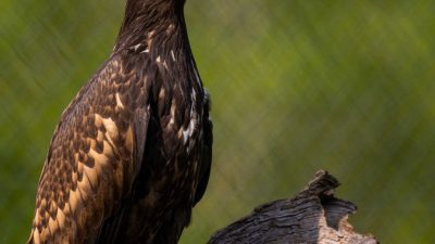 A young white-tailed sea eagle perches on a weathered log against blurred green foliage, its plumage dark brown mottled with tan, its heavy hooked bill pale at the base, looking to the right of frame.