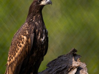 A young white-tailed sea eagle perches on a weathered log against blurred green foliage, its plumage dark brown mottled with tan, its heavy hooked bill pale at the base, looking to the right of frame.