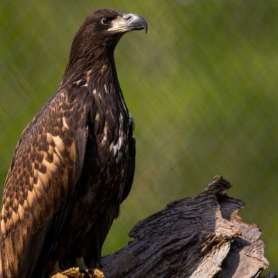 A young white-tailed sea eagle perches on a weathered log against blurred green foliage, its plumage dark brown mottled with tan, its heavy hooked bill pale at the base, looking to the right of frame.