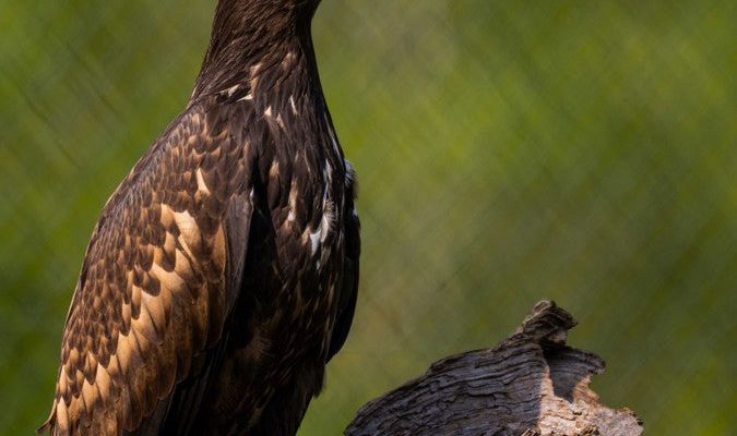 A young white-tailed sea eagle perches on a weathered log against blurred green foliage, its plumage dark brown mottled with tan, its heavy hooked bill pale at the base, looking to the right of frame.