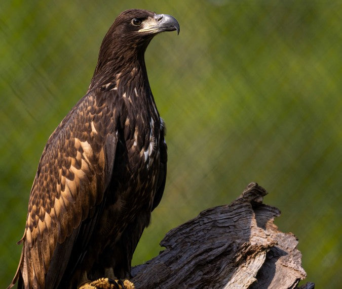 A young white-tailed sea eagle perches on a weathered log against blurred green foliage, its plumage dark brown mottled with tan, its heavy hooked bill pale at the base, looking to the right of frame.