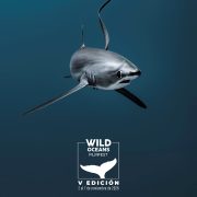 Promotional artwork for the Wild Oceans FilmFest: a thresher shark swims head-on out of deep blue water, with the festival's white logo and whale-tail mark below it and the line V Edicion, 2 al 7 de noviembre de 2026.
