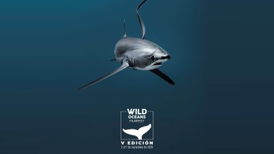 Promotional artwork for the Wild Oceans FilmFest: a thresher shark swims head-on out of deep blue water, with the festival's white logo and whale-tail mark below it and the line V Edicion, 2 al 7 de noviembre de 2026.