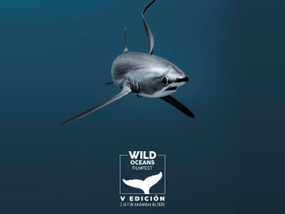 Promotional artwork for the Wild Oceans FilmFest: a thresher shark swims head-on out of deep blue water, with the festival's white logo and whale-tail mark below it and the line V Edicion, 2 al 7 de noviembre de 2026.