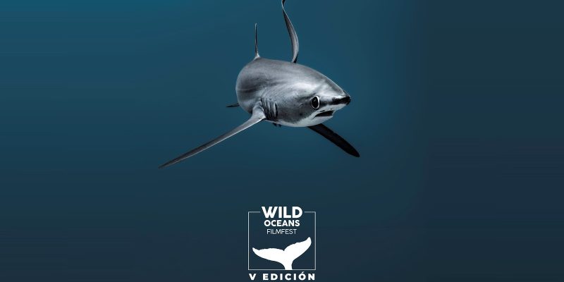 Promotional artwork for the Wild Oceans FilmFest: a thresher shark swims head-on out of deep blue water, with the festival's white logo and whale-tail mark below it and the line V Edicion, 2 al 7 de noviembre de 2026.
