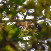 Two wild red pandas curled together on a moss-covered branch high in a Himalayan tree, partly hidden by green foliage in the foreground.